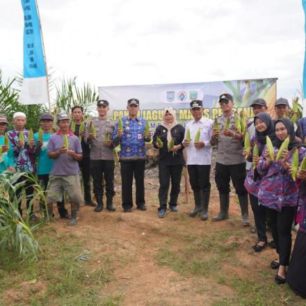 Pemdes Gunung Ulin Panen Jagung Program Ketahanan Pangan Tahun 2025